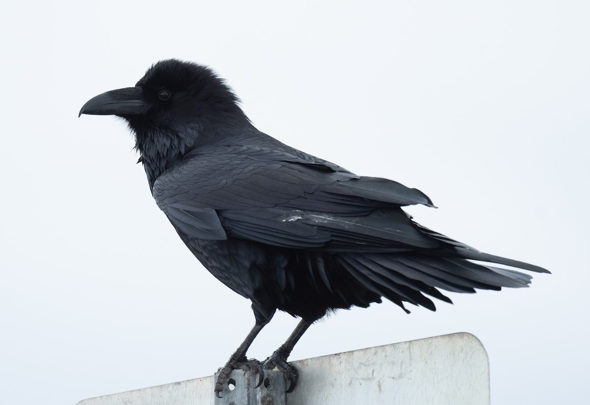 Common Raven - ML611814416