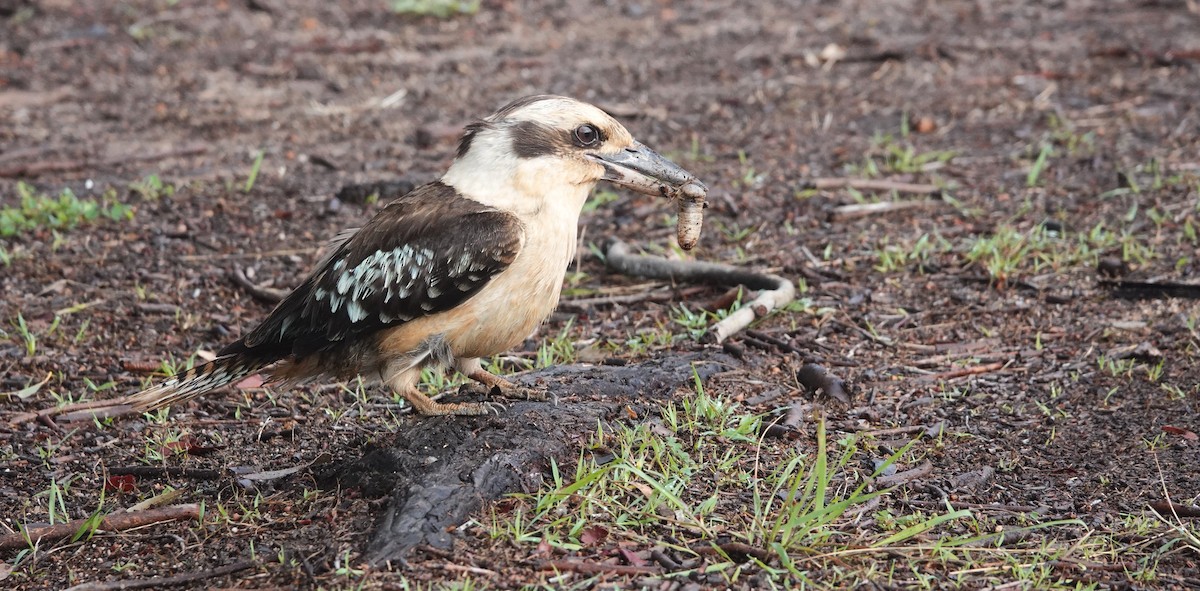 Laughing Kookaburra - ML611814430