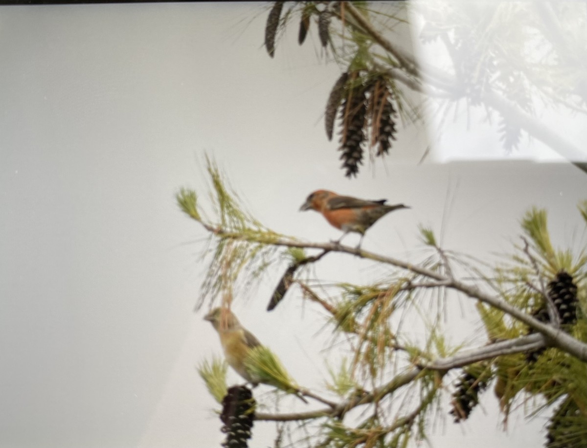 紅交嘴雀 - ML611814503