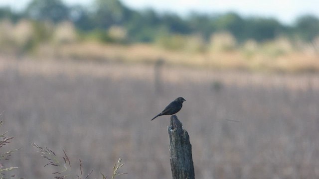 Blue-black Grassquit - ML611814518