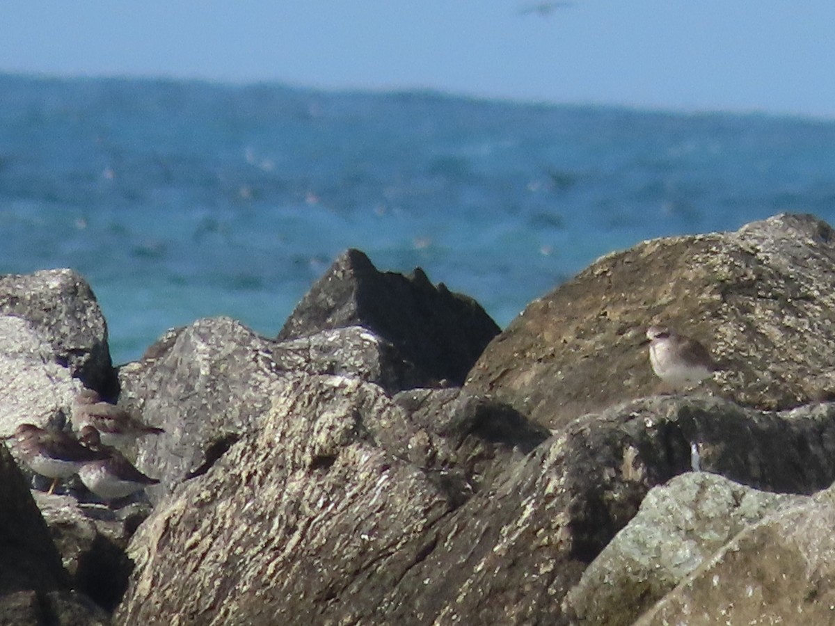 Black-bellied Plover - ML611814555