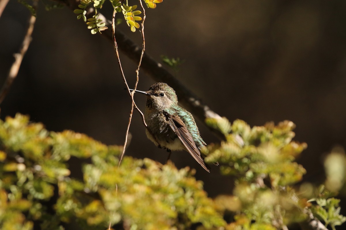 Anna's Hummingbird - jake schas
