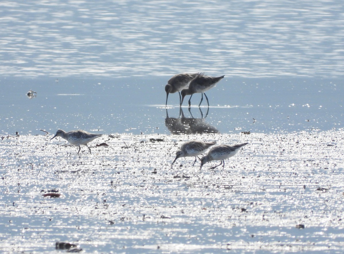 Black-tailed Godwit - ML611814602