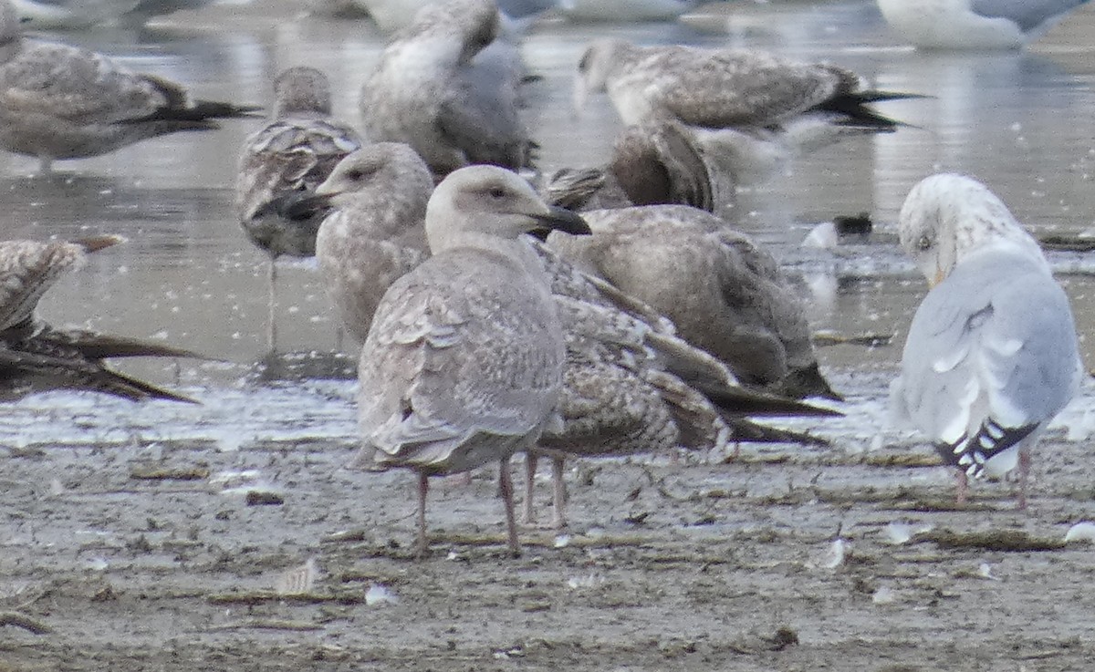 Glaucous-winged Gull - ML611814658