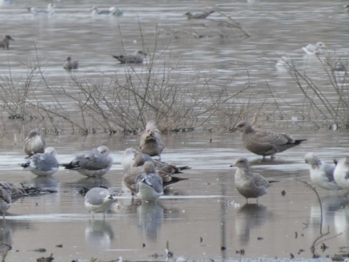 Glaucous-winged Gull - ML611814660