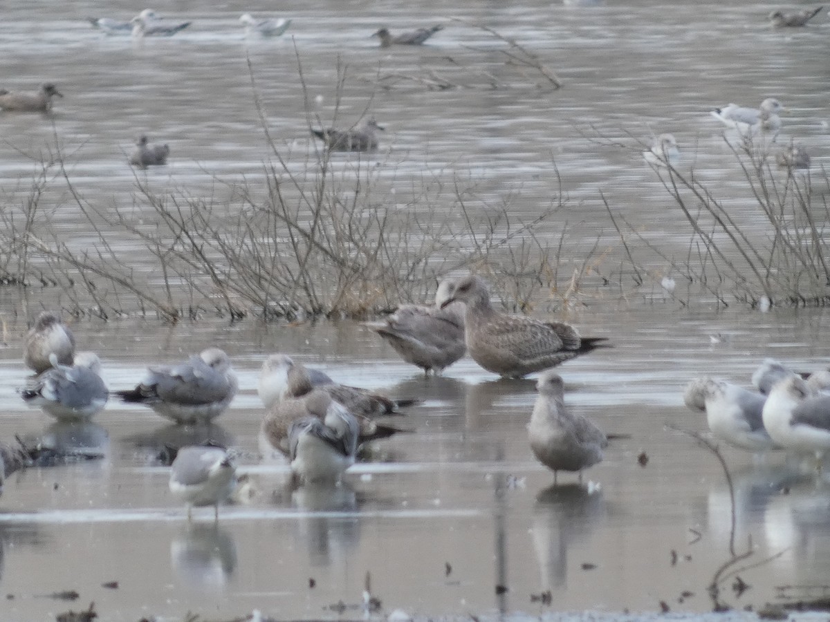 Glaucous-winged Gull - ML611814661