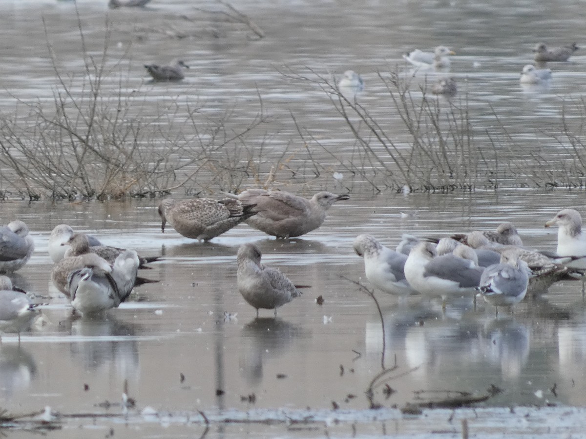 Glaucous-winged Gull - ML611814662