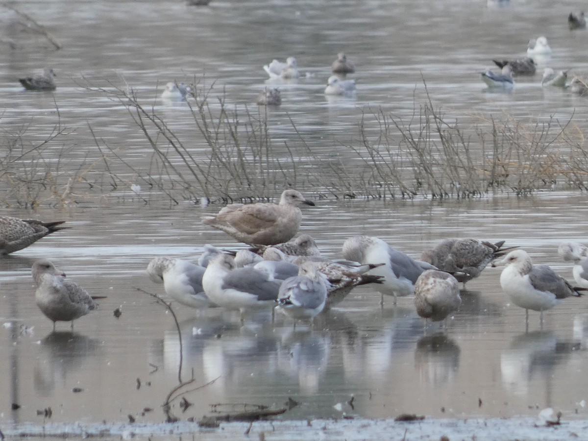 Glaucous-winged Gull - ML611814663