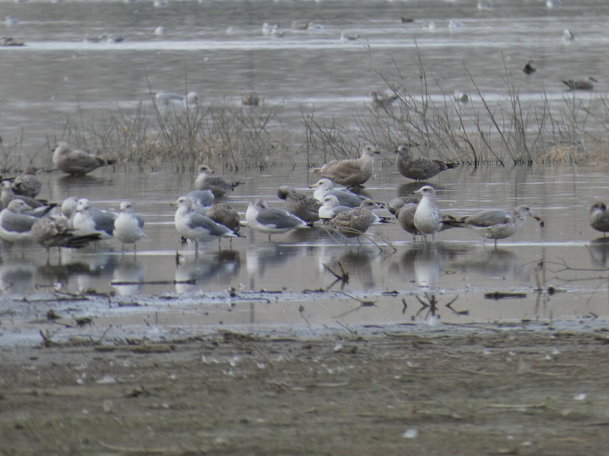 Glaucous-winged Gull - ML611814668