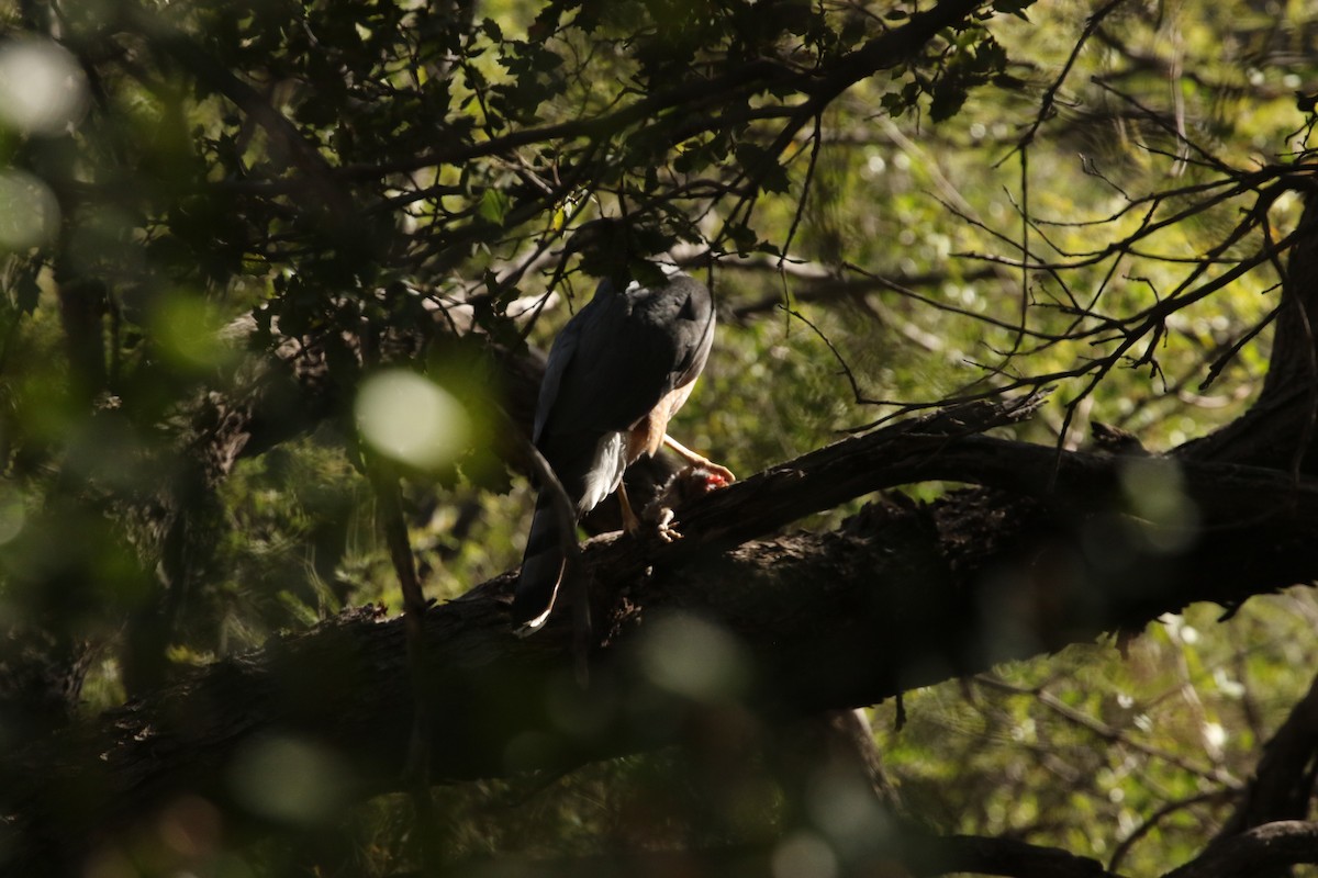 rapace diurne sp. - ML611814677