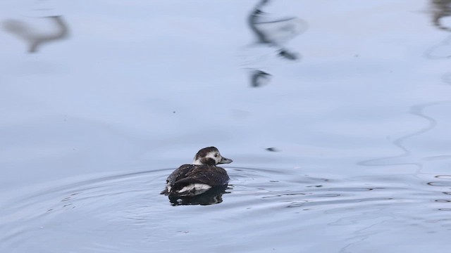 Long-tailed Duck - ML611814737