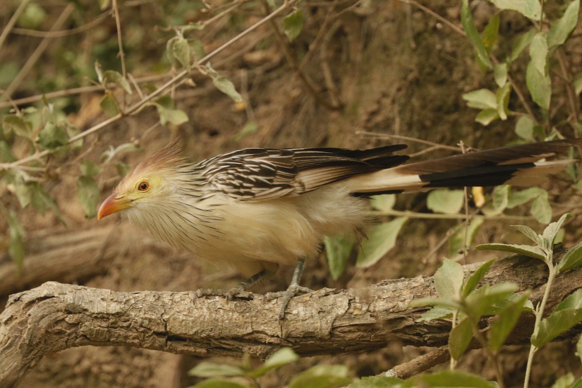 Guira Cuckoo - Jun Tsuchiya