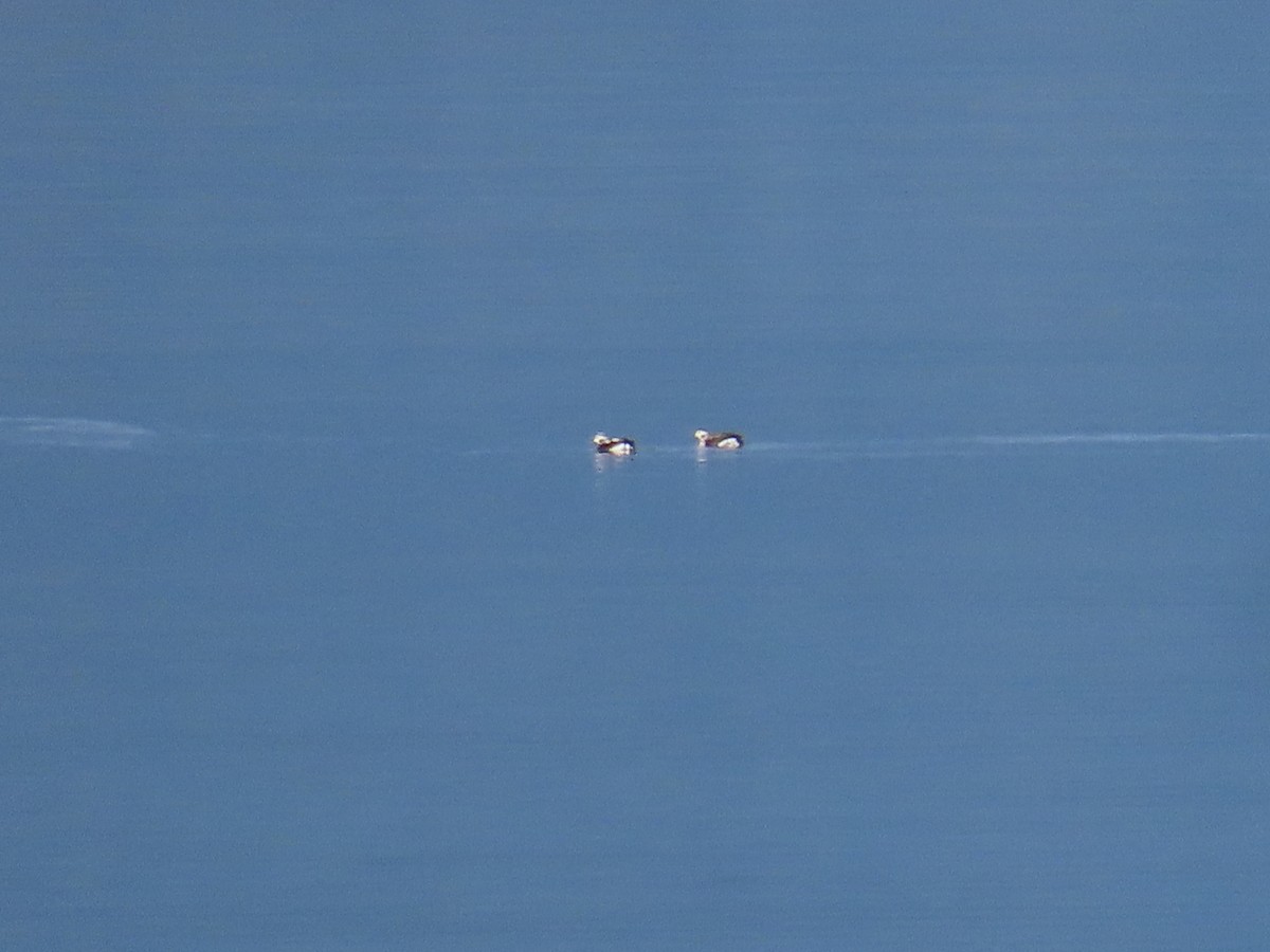 Long-tailed Duck - Eric Pratt