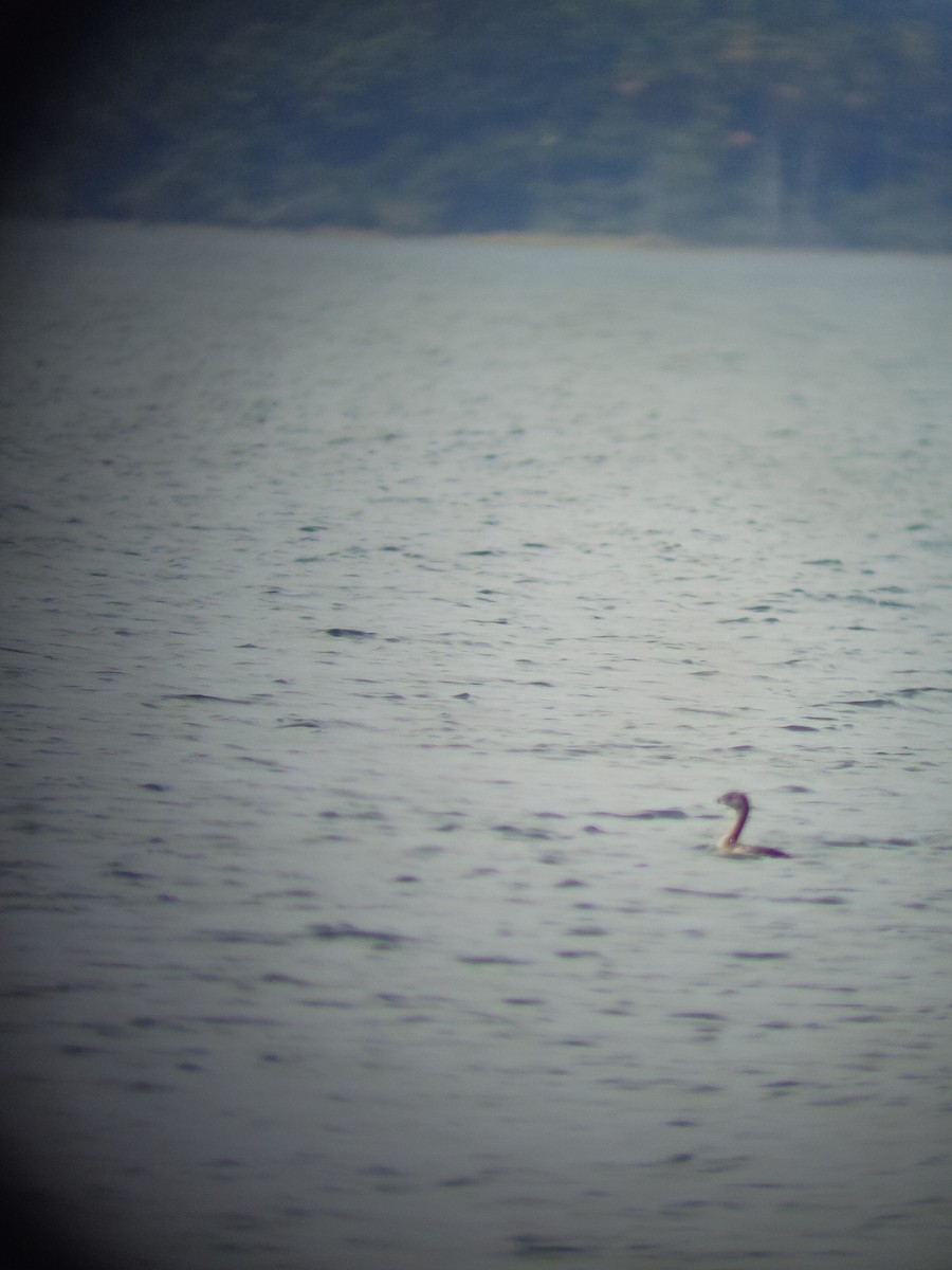 Pied-billed Grebe - ML611814773