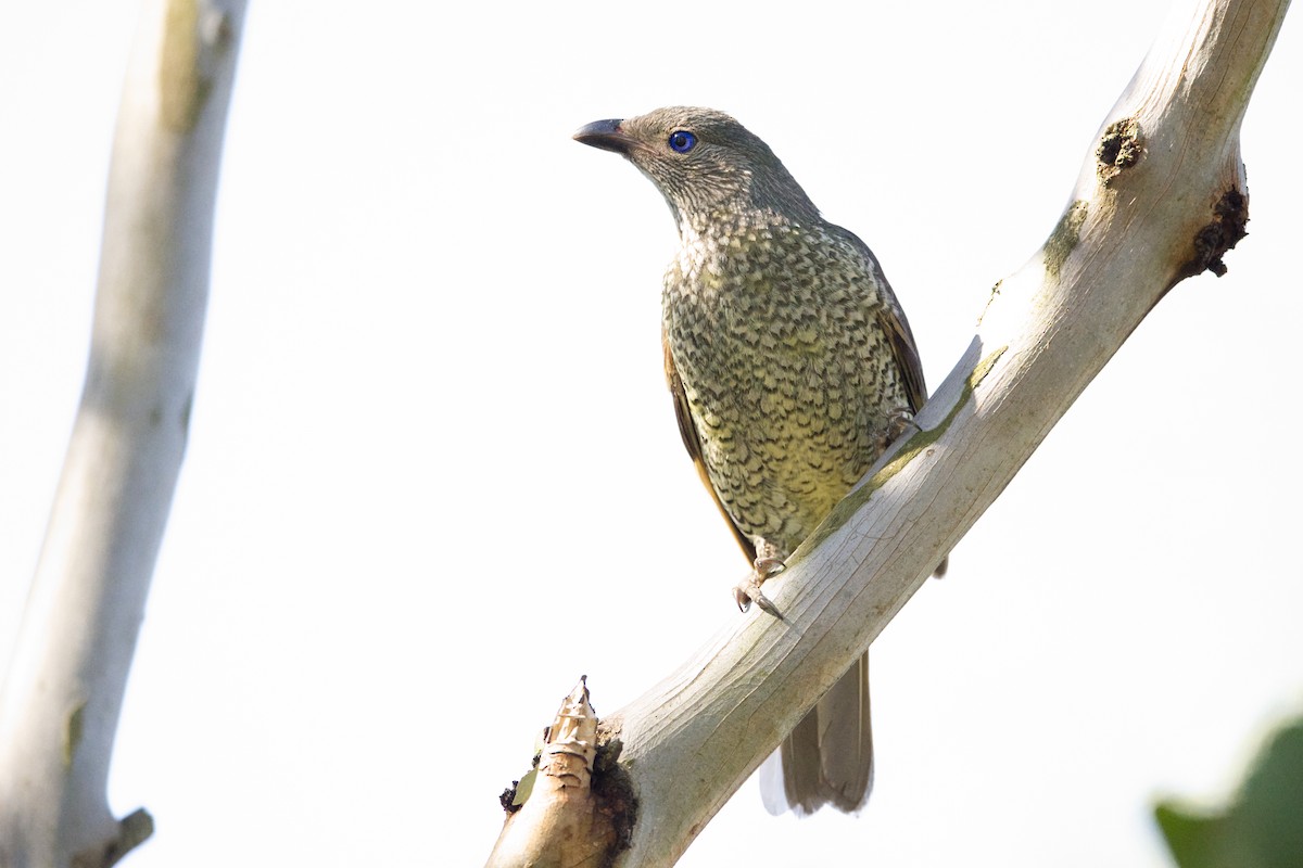 Satin Bowerbird - Adrian van der Stel