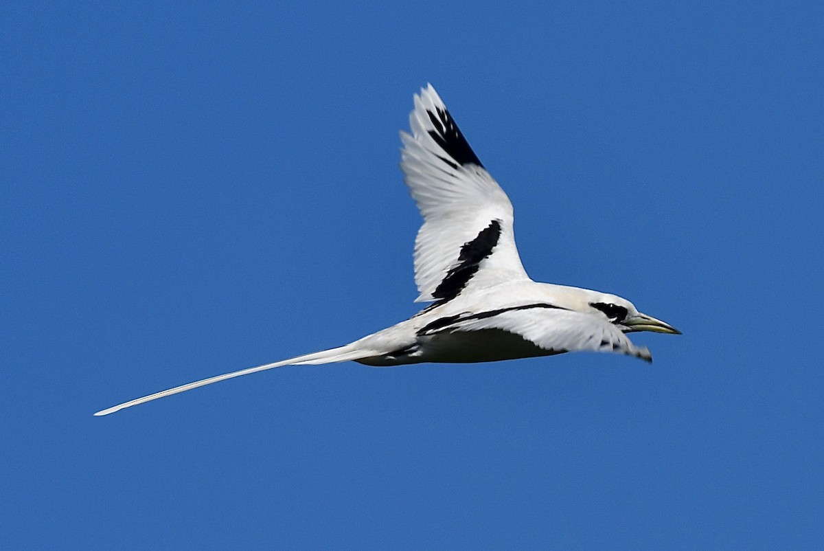 White-tailed Tropicbird - ML611814846