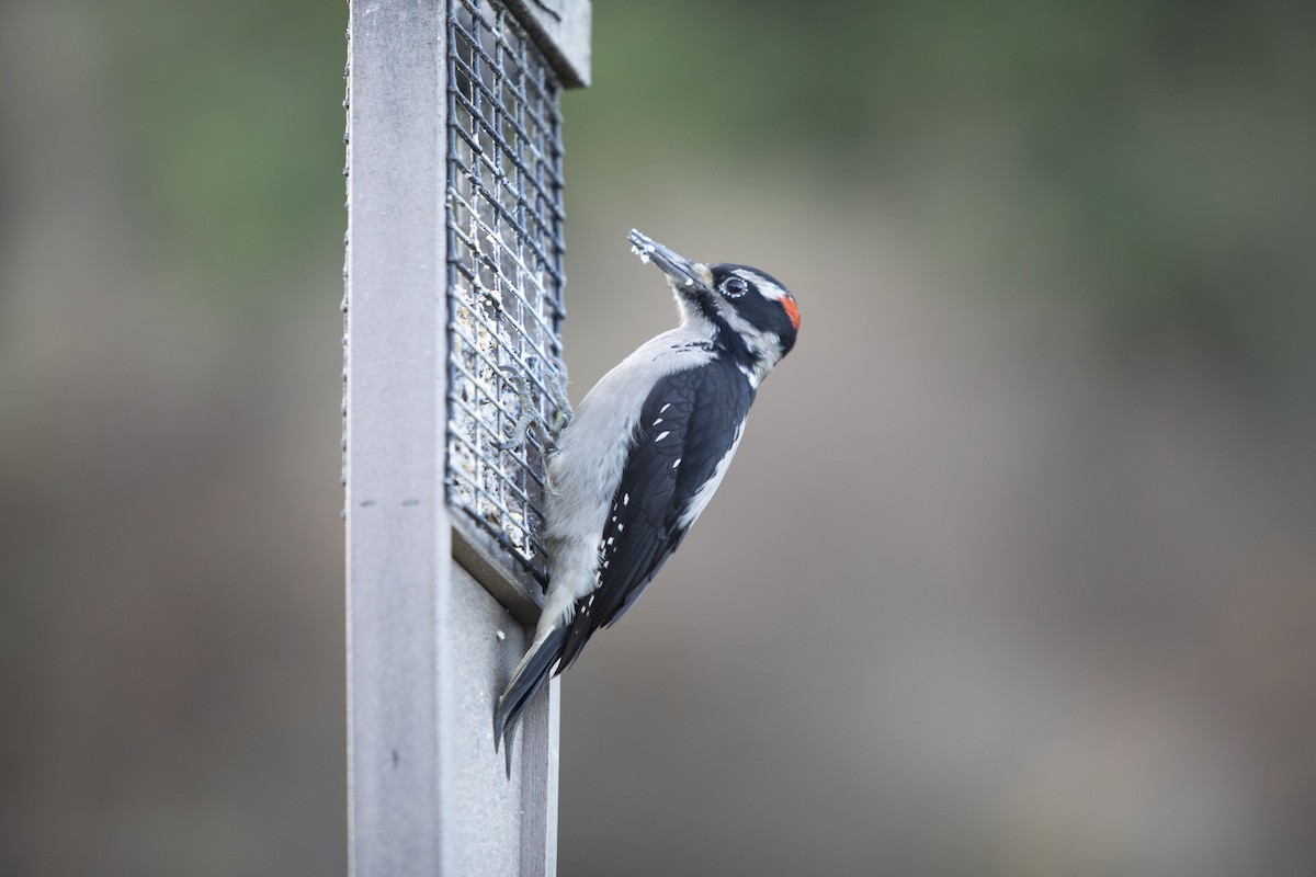 Hairy Woodpecker - ML611814888