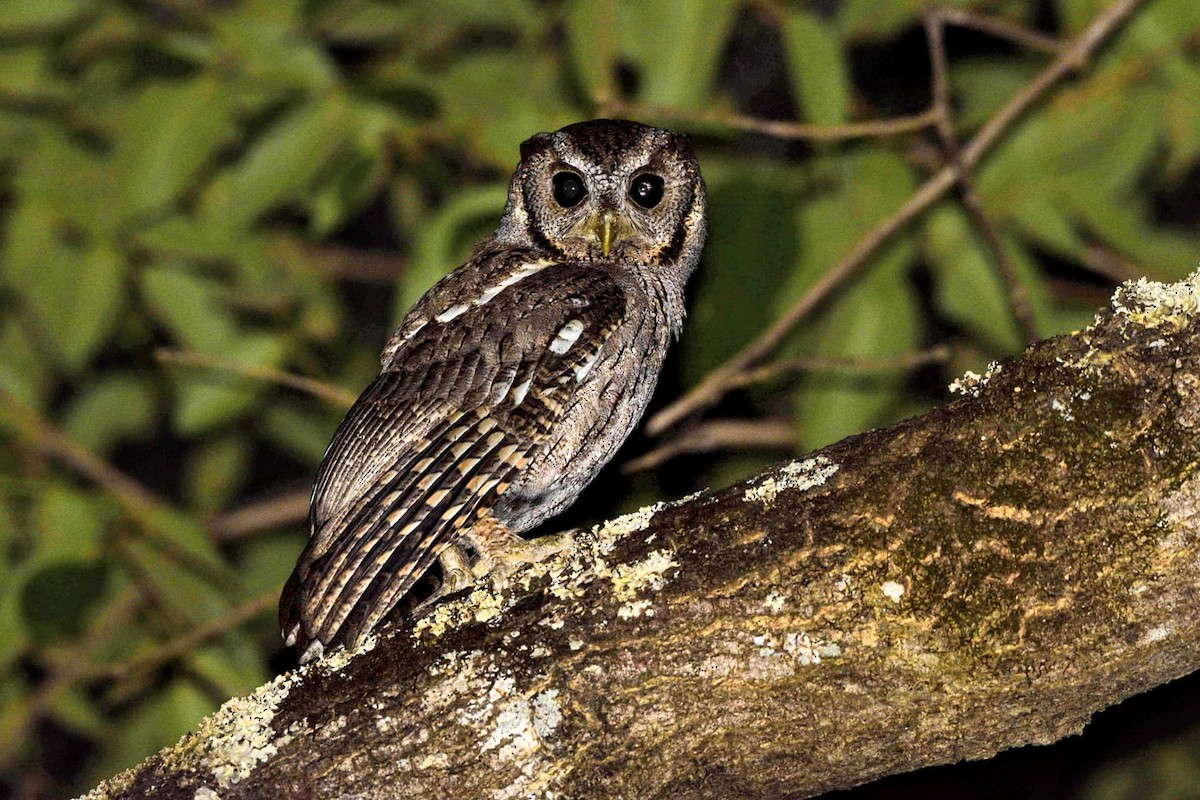 Balsas Screech-Owl - ML611814895