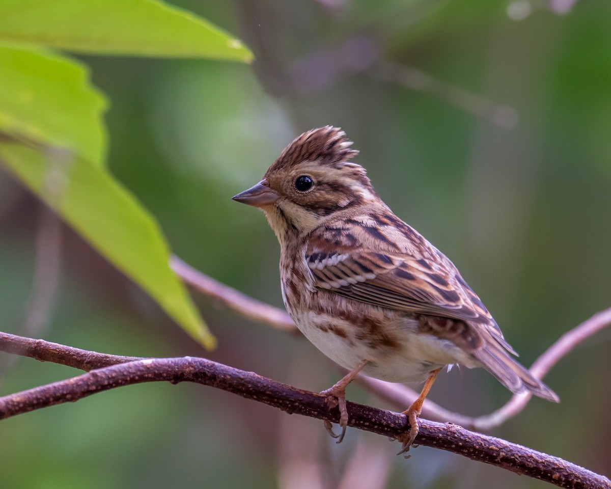 Rustic Bunting - Robert Hackel