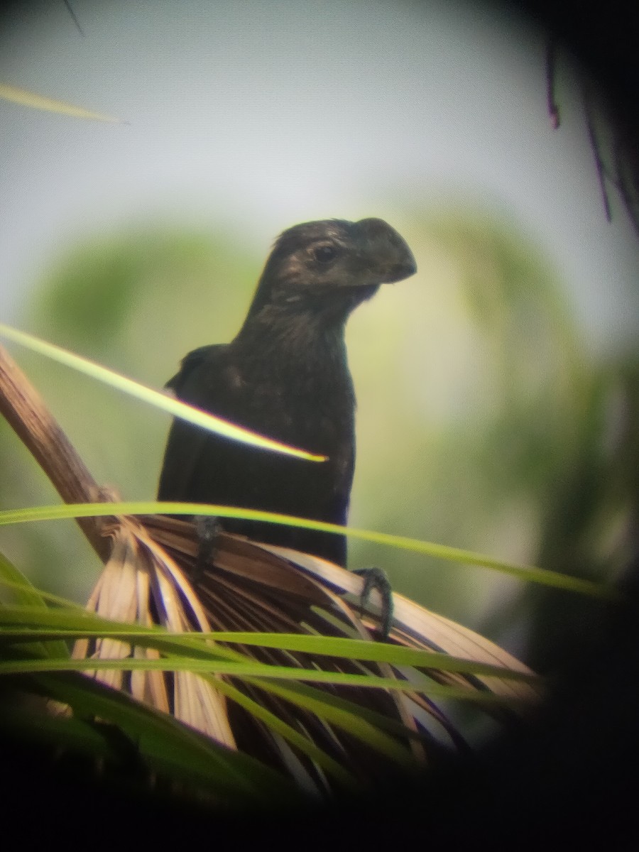 Smooth-billed Ani - ML611814932