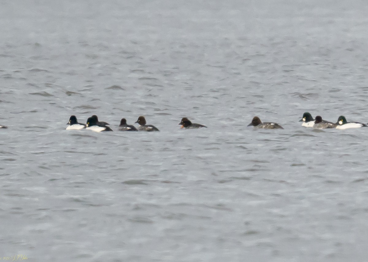 Barrow's Goldeneye - ML611814945