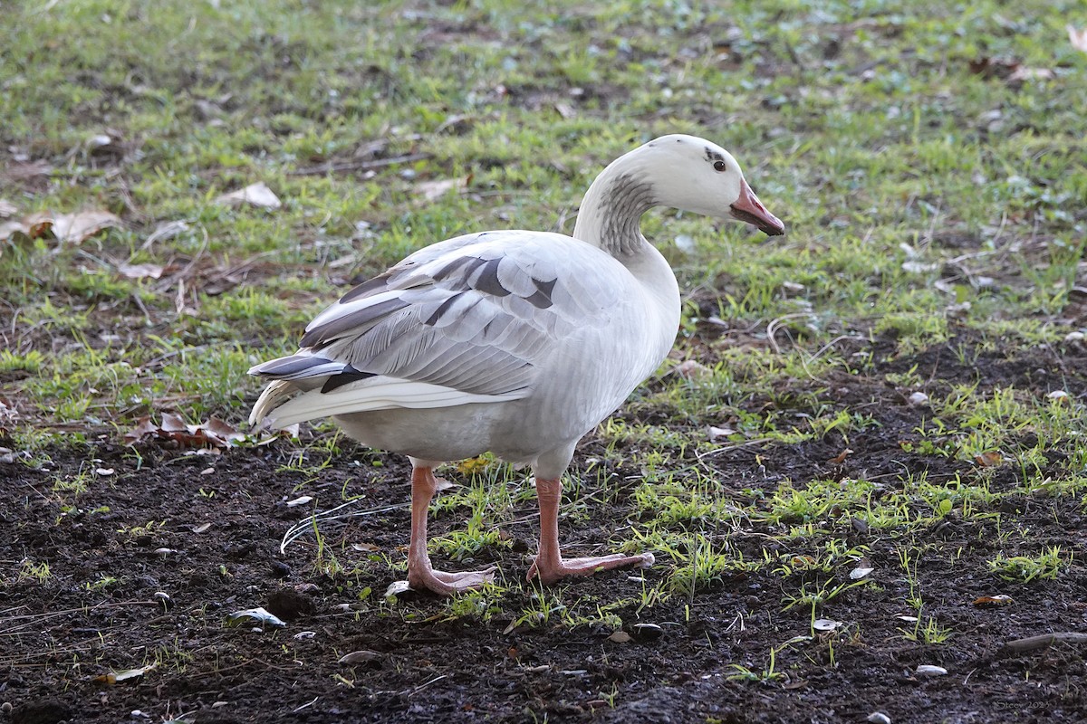 tanımsız kaz (Anser/Branta sp.) - ML611814983