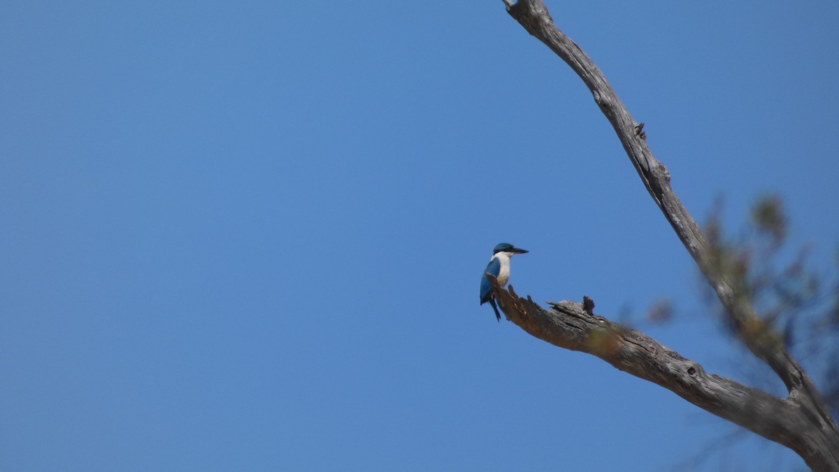 Sacred Kingfisher - ML611814987