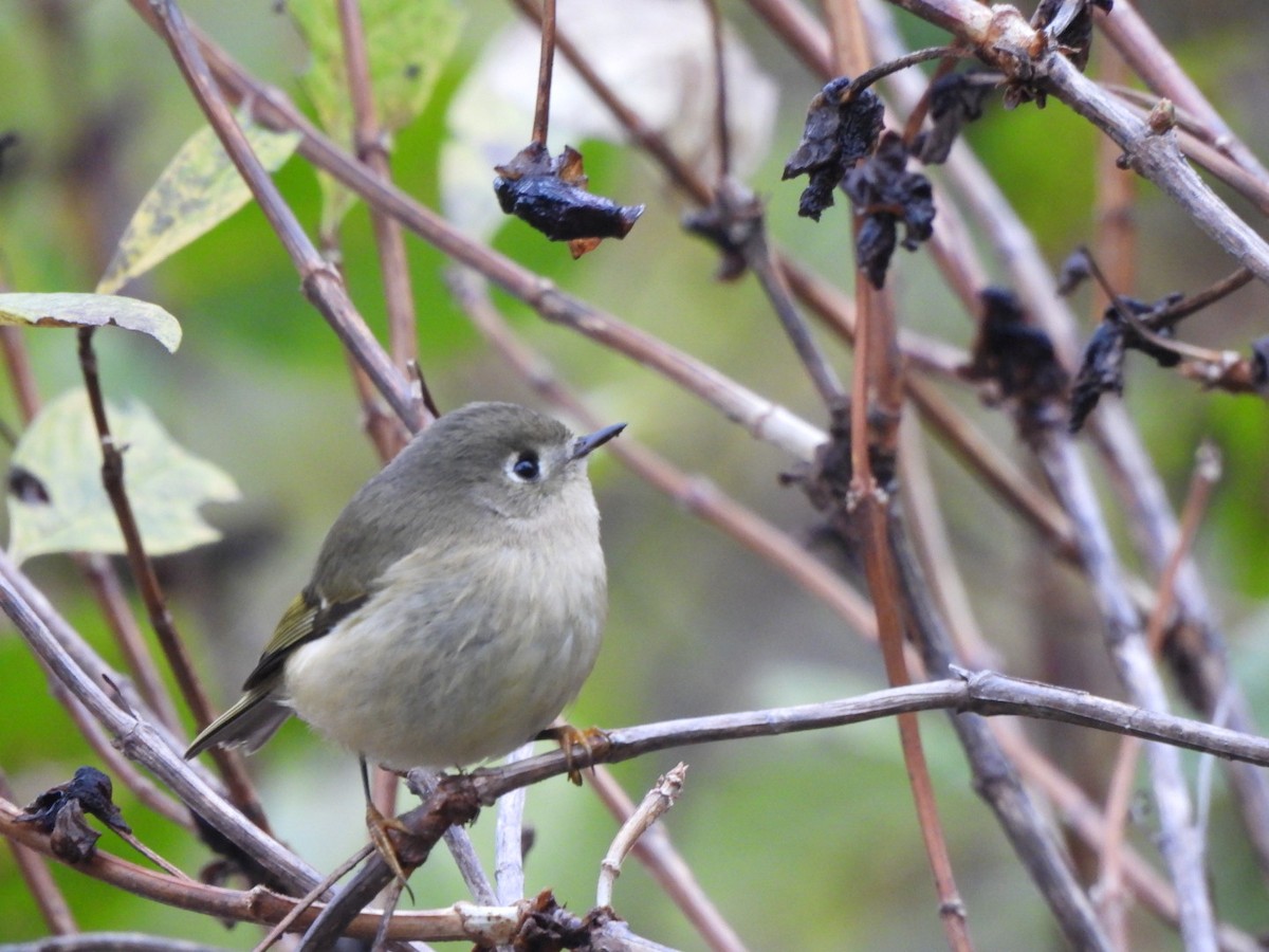 Ruby-crowned Kinglet - ML611814999