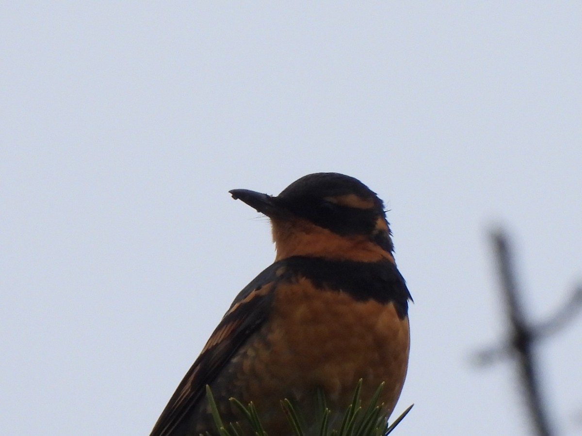 Varied Thrush - ML611815036