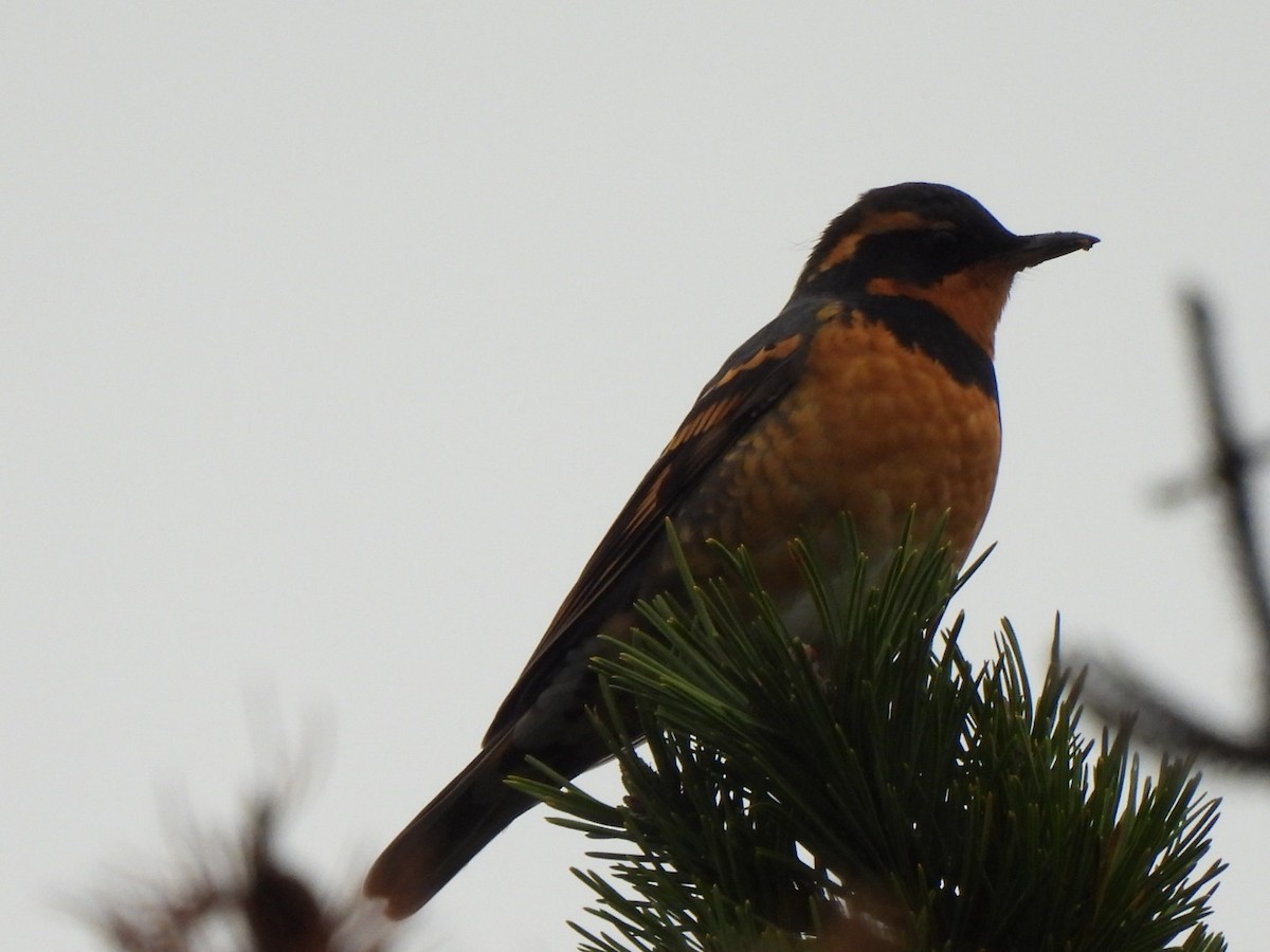 Varied Thrush - ML611815037