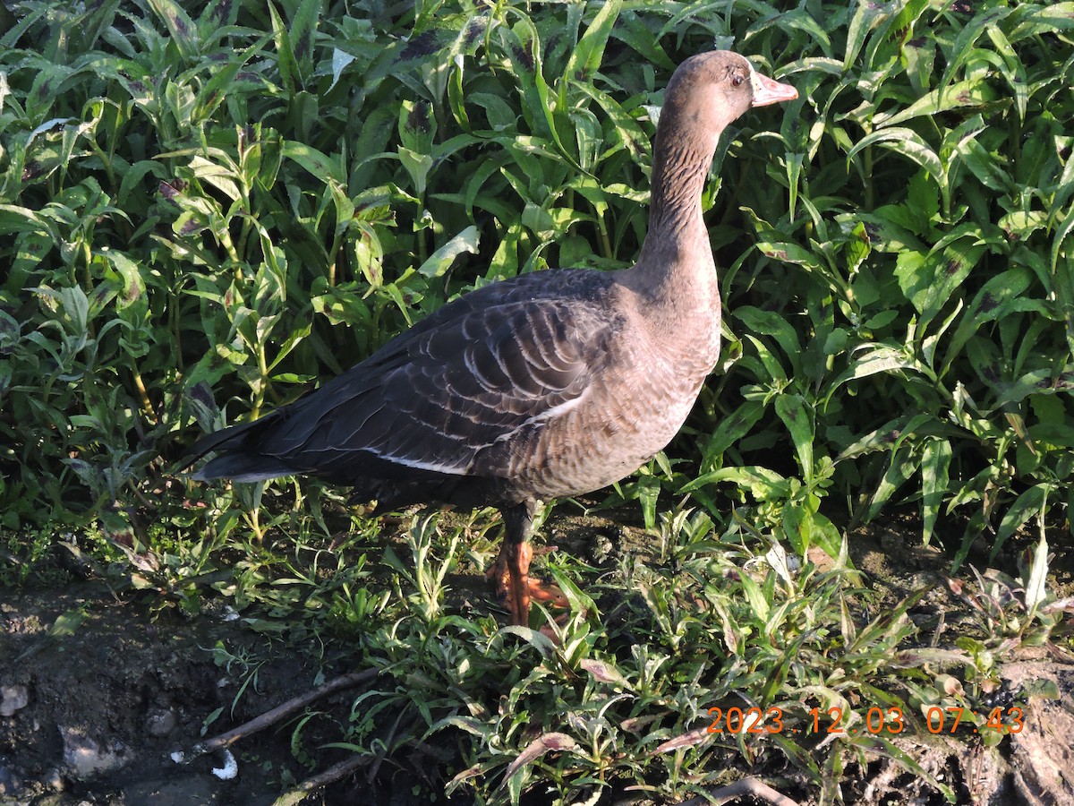 Greater White-fronted Goose - ML611815074