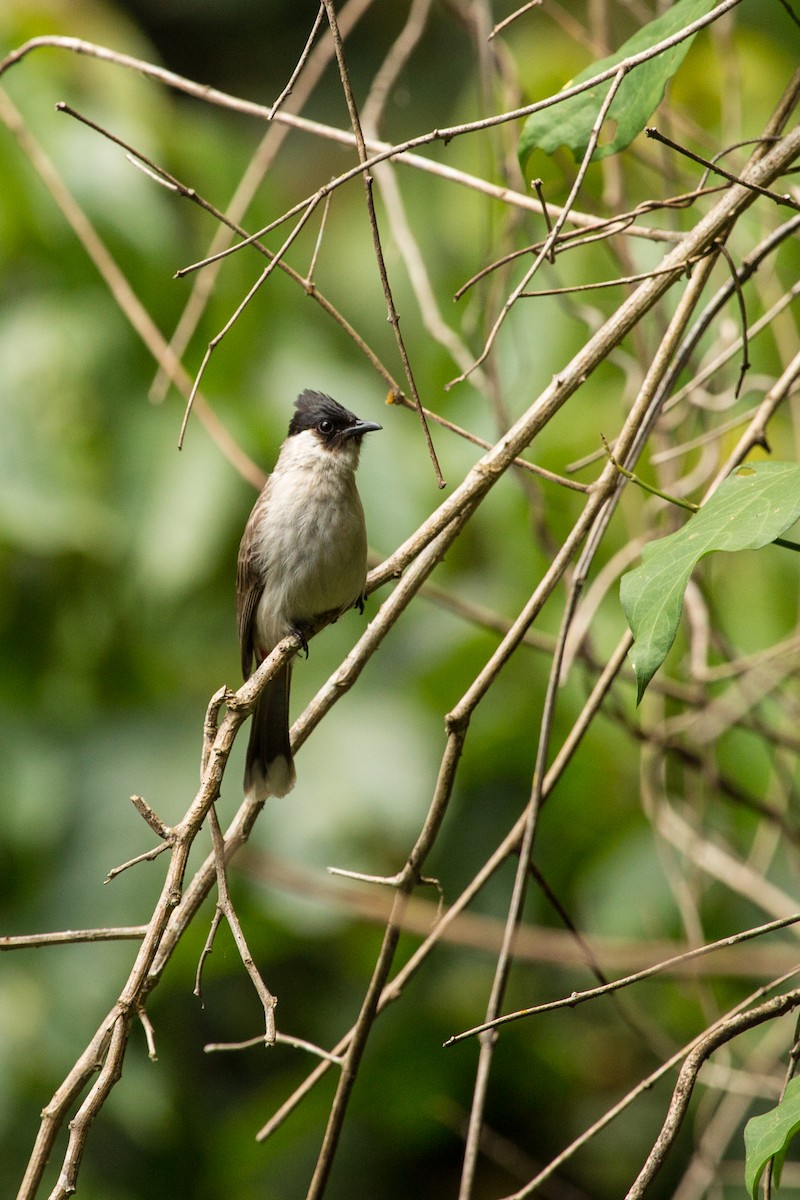 Sooty-headed Bulbul - ML611815130