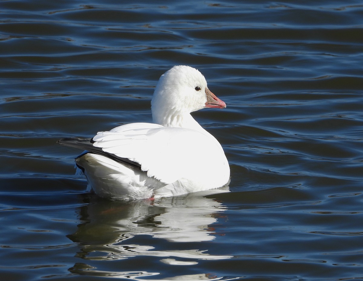 Ross's Goose - Pair of Wing-Nuts