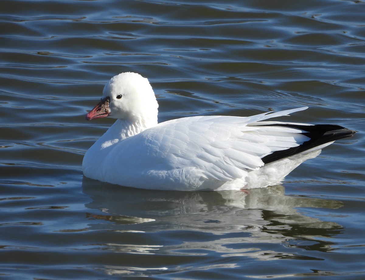 Ross's Goose - Pair of Wing-Nuts