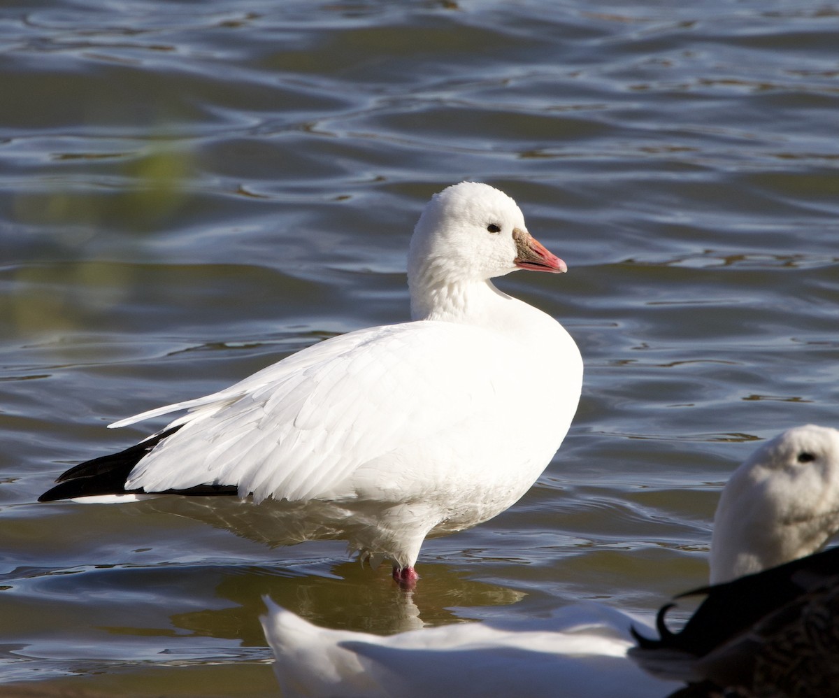 Ross's Goose - Pair of Wing-Nuts