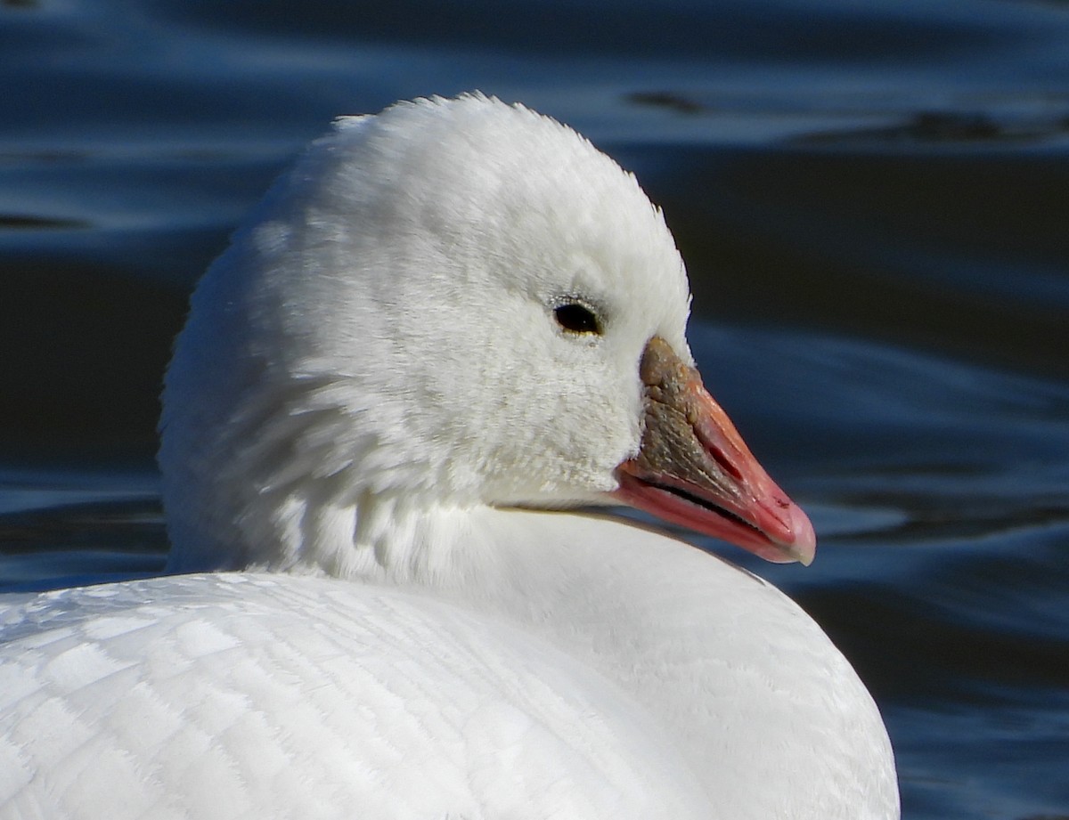 Ross's Goose - Pair of Wing-Nuts