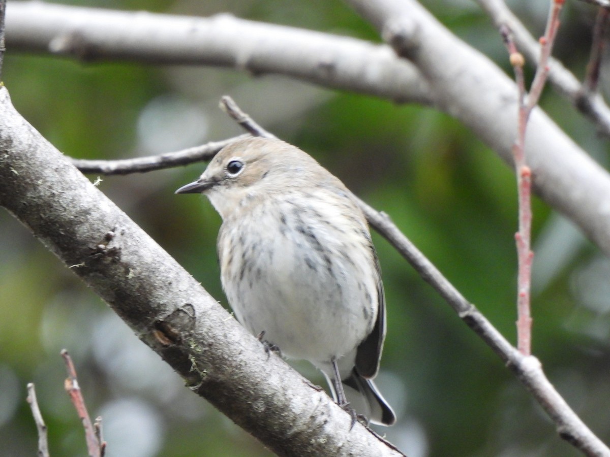 Yellow-rumped Warbler - ML611815210