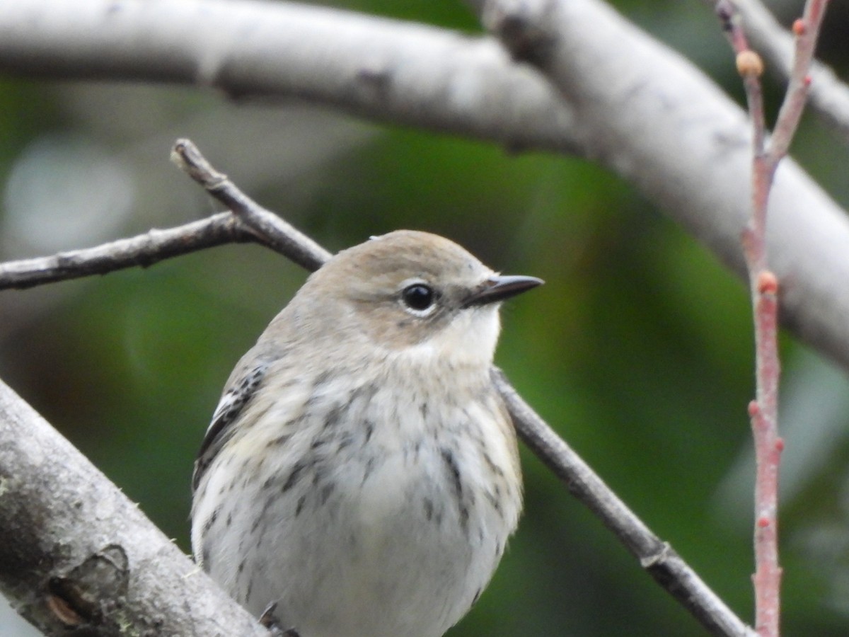 Yellow-rumped Warbler - ML611815211