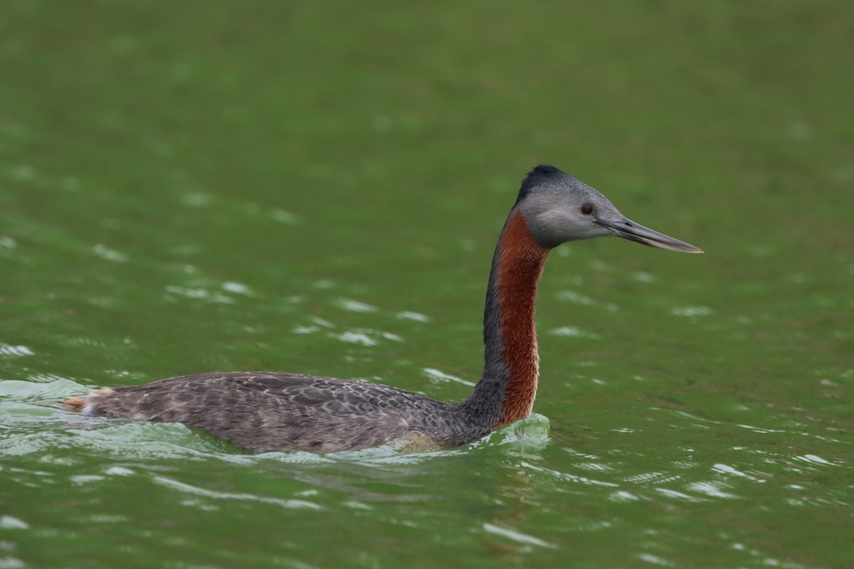 Great Grebe - ML611815212