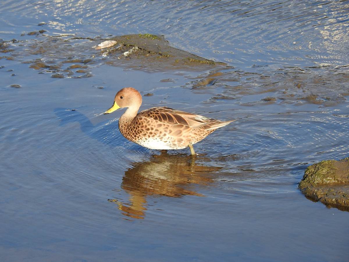 Yellow-billed Pintail (South American) - ML611815245
