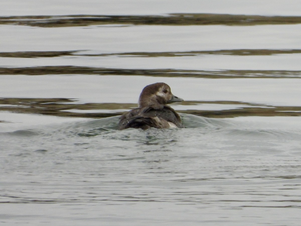 Long-tailed Duck - ML611815253