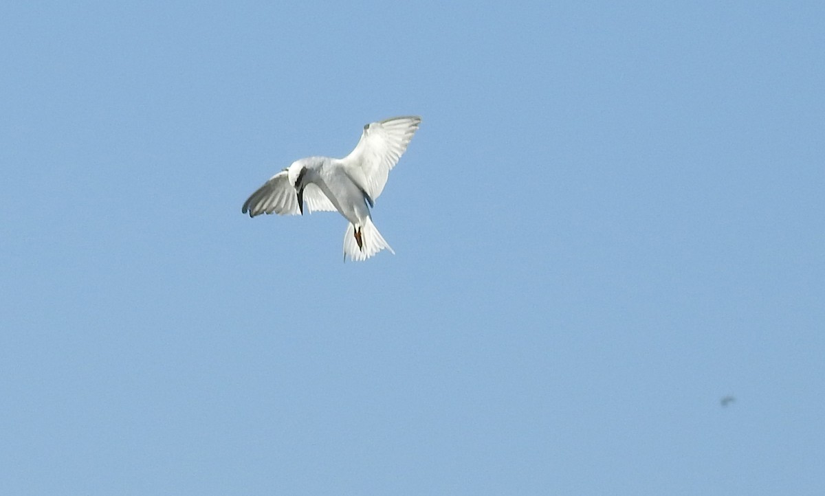 Snowy-crowned Tern - ML611815286