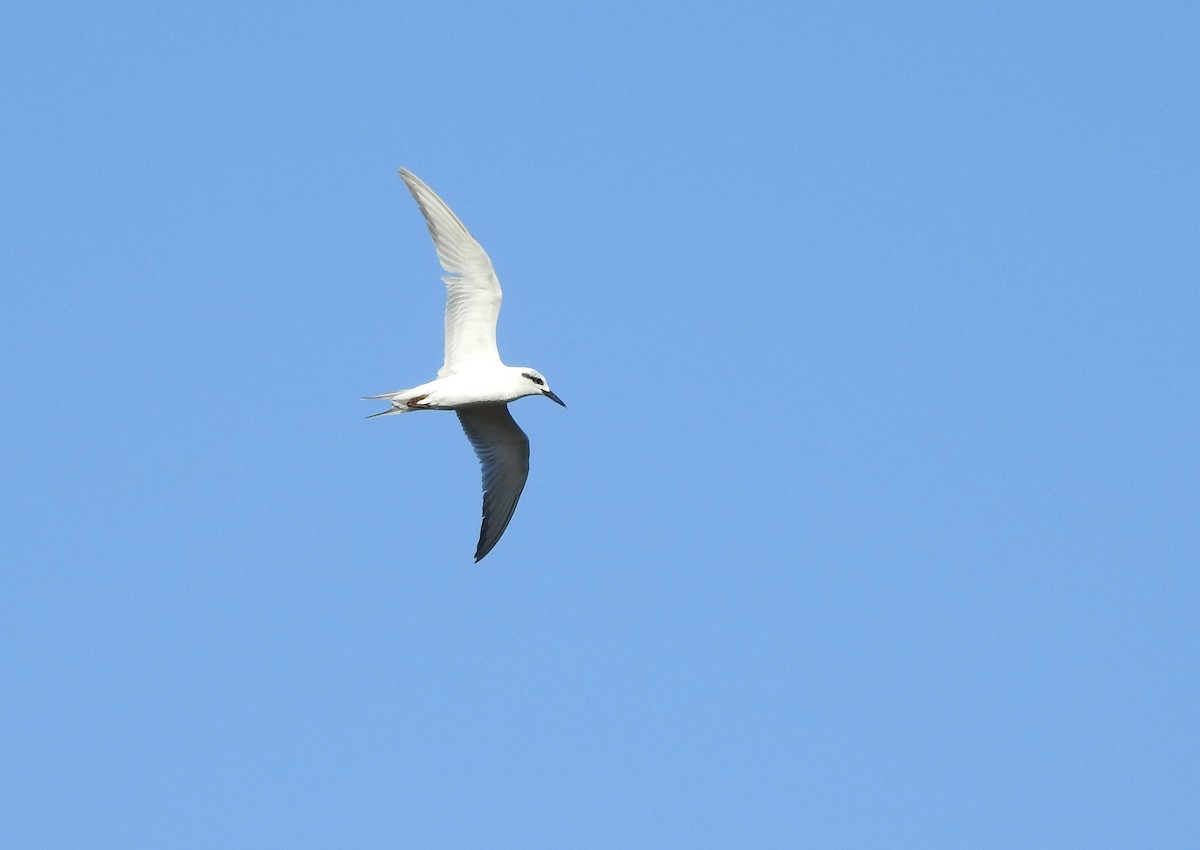 Snowy-crowned Tern - ML611815287