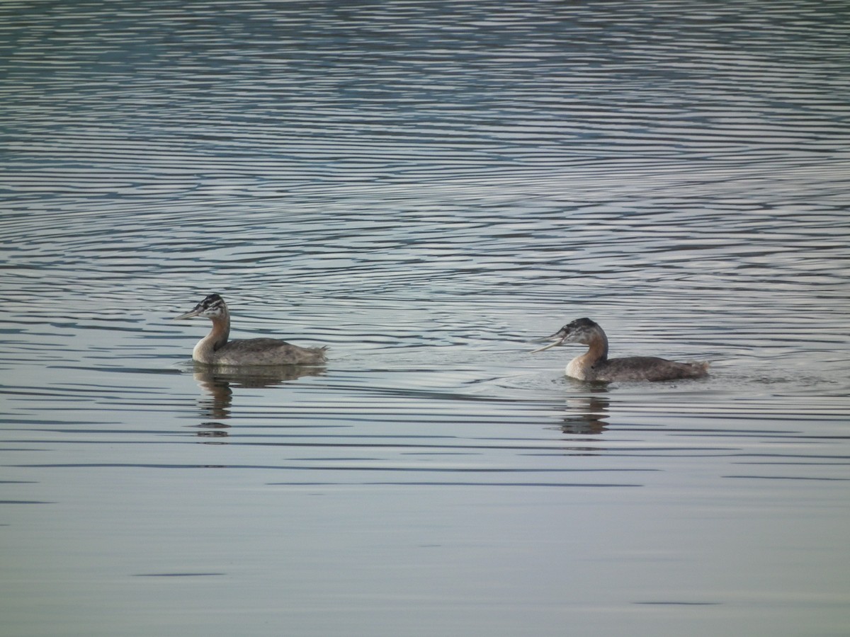 Great Grebe - ML611815311