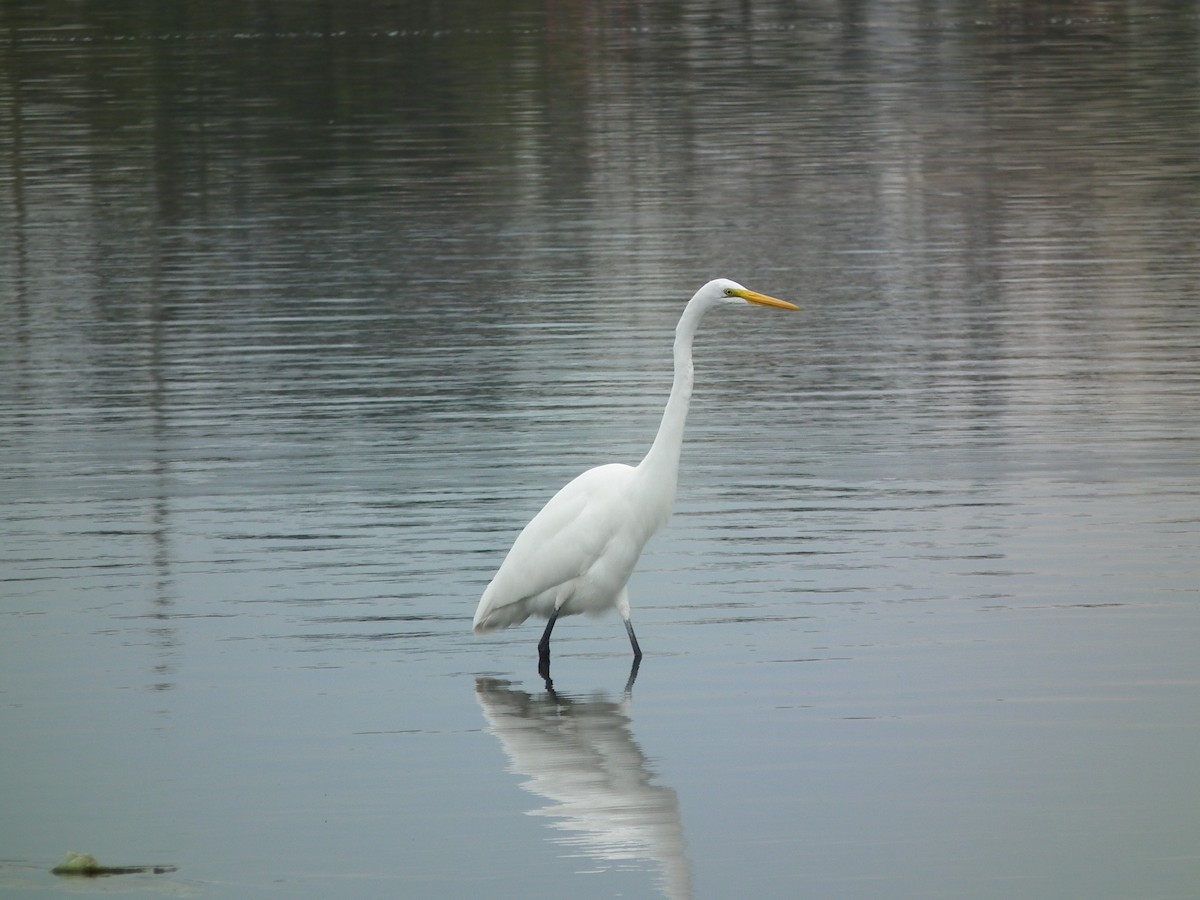 Great Egret - ML611815315