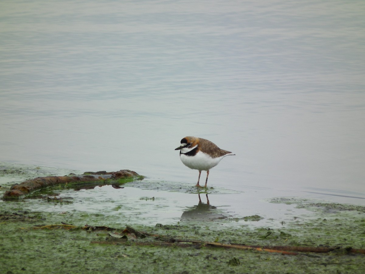 Collared Plover - ML611815328