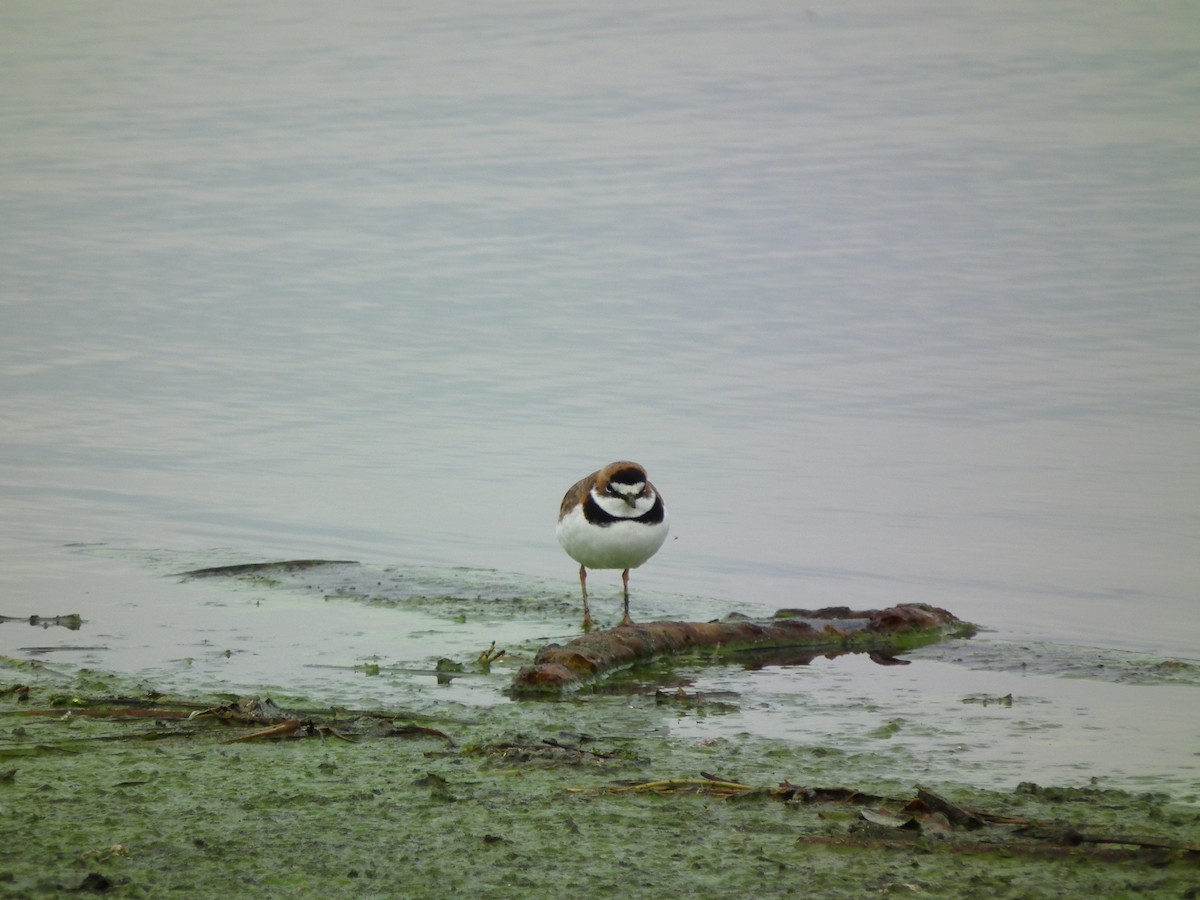 Collared Plover - ML611815329