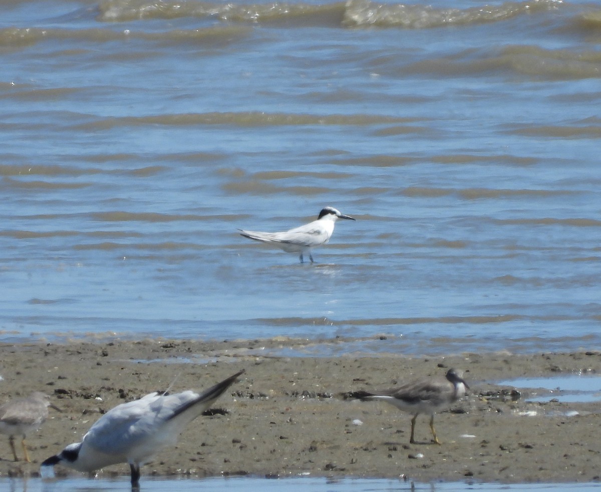 Little Tern - ML611815331