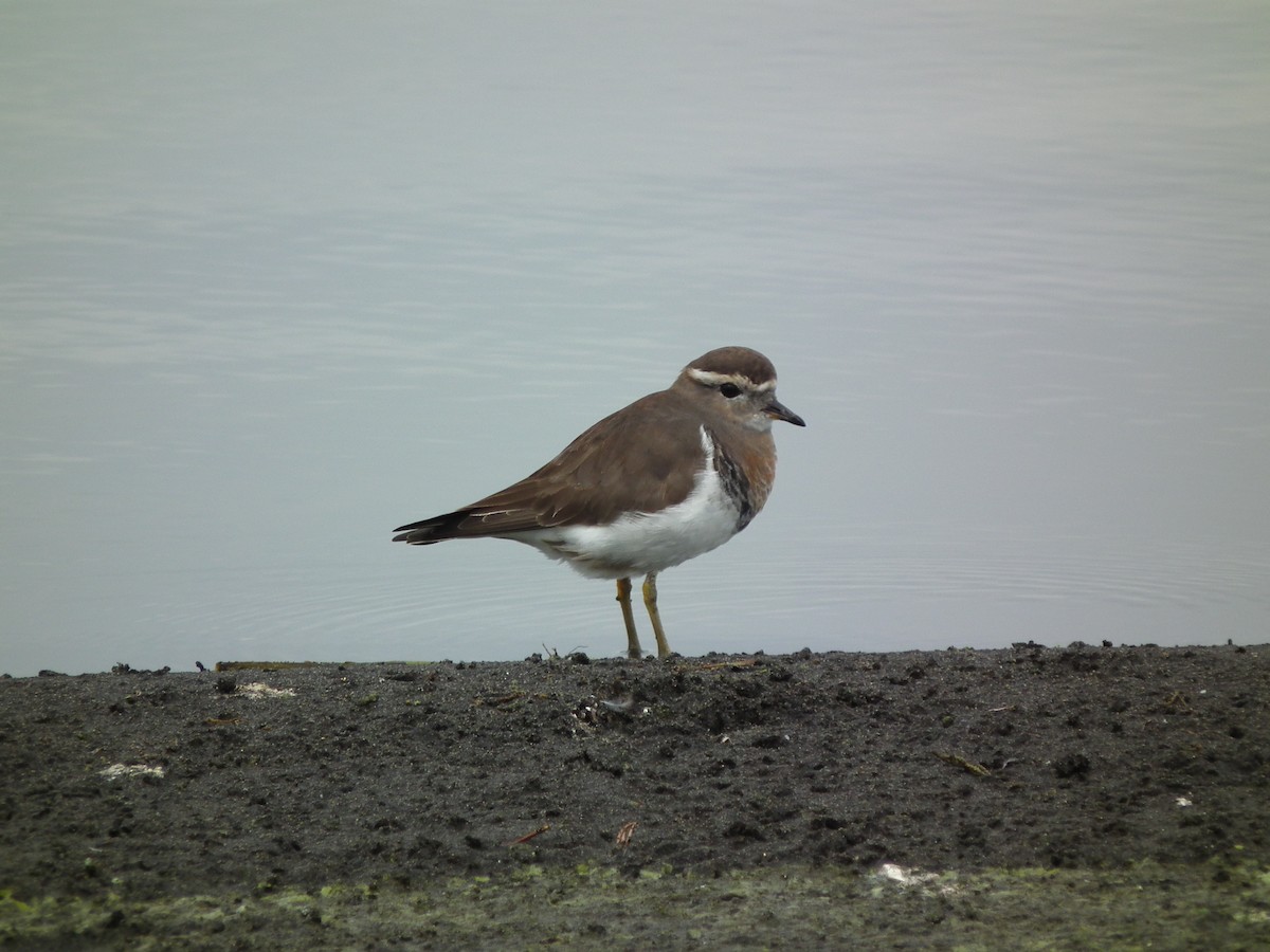 Rufous-chested Dotterel - ML611815335