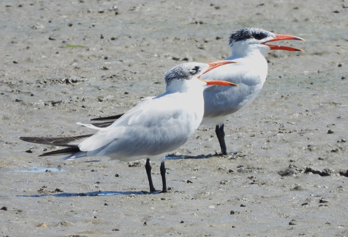 Caspian Tern - ML611815355